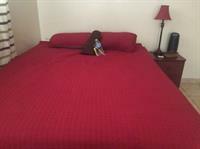 Căn hộ Ministay Astoria Steinway