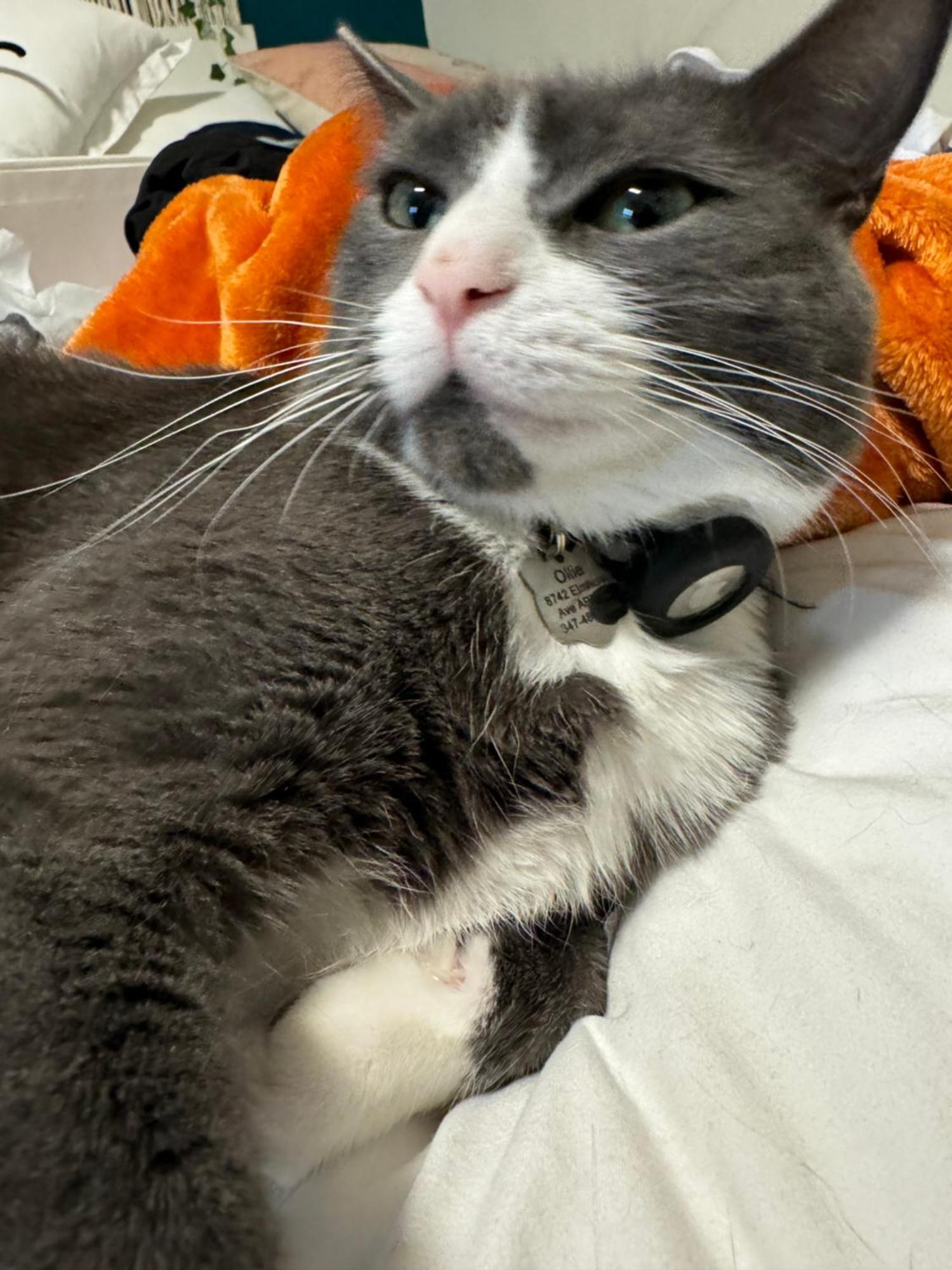 Boho By Delicate Only 25 Min To Times Square Near Citi Field, Us Open Shared Bathroom Cat Friendly Only Nova York